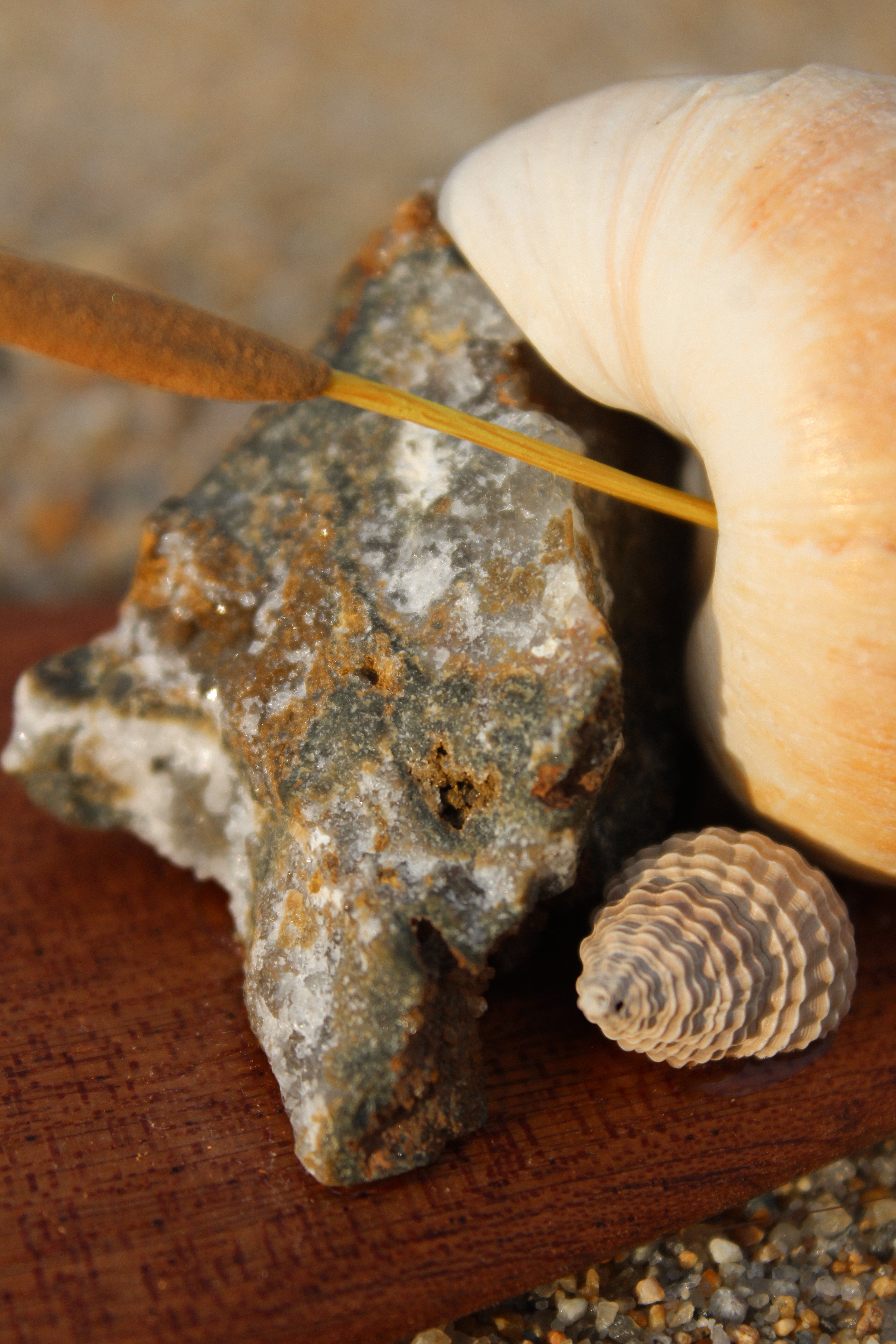 Surfboard Shell Incense Holder 1/1